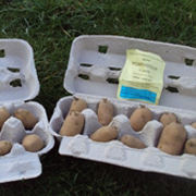 Les pommes de terre en germination